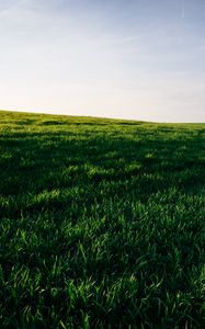 Preview wallpaper grasses, field, horizon, sky, green