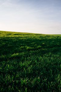 Preview wallpaper grasses, field, horizon, sky, green