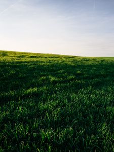 Preview wallpaper grasses, field, horizon, sky, green