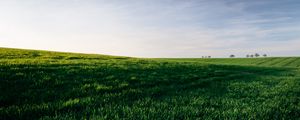 Preview wallpaper grasses, field, horizon, sky, green