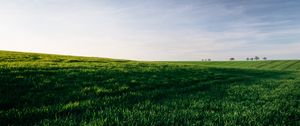 Preview wallpaper grasses, field, horizon, sky, green