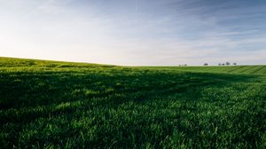 Preview wallpaper grasses, field, horizon, sky, green