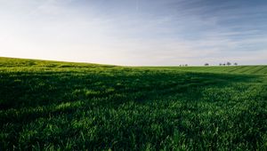 Preview wallpaper grasses, field, horizon, sky, green