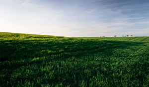 Preview wallpaper grasses, field, horizon, sky, green