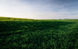 Preview wallpaper grasses, field, horizon, sky, green