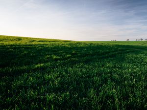 Preview wallpaper grasses, field, horizon, sky, green