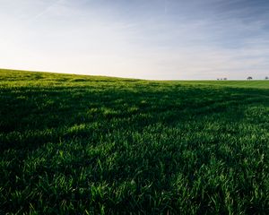 Preview wallpaper grasses, field, horizon, sky, green