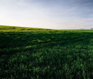 Preview wallpaper grasses, field, horizon, sky, green