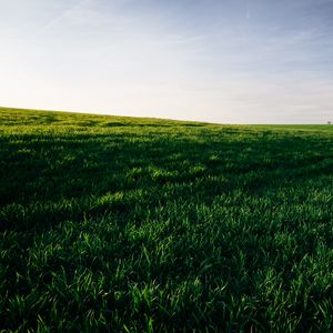 Preview wallpaper grasses, field, horizon, sky, green