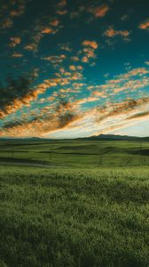 Preview wallpaper grasses, field, horizon, green, sky