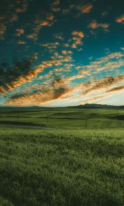 Preview wallpaper grasses, field, horizon, green, sky