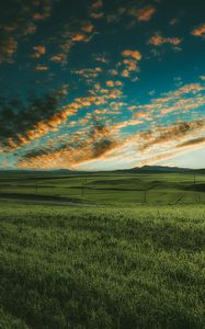 Preview wallpaper grasses, field, horizon, green, sky