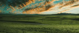 Preview wallpaper grasses, field, horizon, green, sky