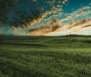 Preview wallpaper grasses, field, horizon, green, sky