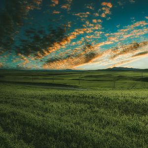 Preview wallpaper grasses, field, horizon, green, sky