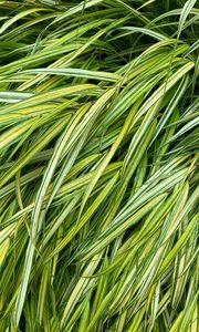 Preview wallpaper grasses, green, macro, wet, plant