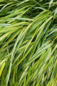 Preview wallpaper grasses, green, macro, wet, plant