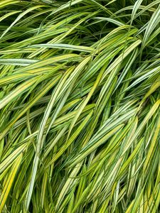 Preview wallpaper grasses, green, macro, wet, plant
