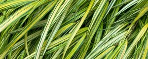 Preview wallpaper grasses, green, macro, wet, plant