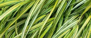 Preview wallpaper grasses, green, macro, wet, plant