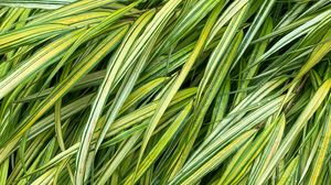 Preview wallpaper grasses, green, macro, wet, plant