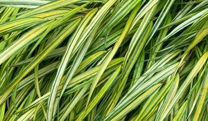 Preview wallpaper grasses, green, macro, wet, plant
