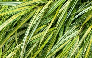 Preview wallpaper grasses, green, macro, wet, plant