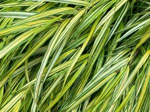 Preview wallpaper grasses, green, macro, wet, plant