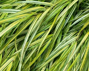 Preview wallpaper grasses, green, macro, wet, plant