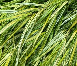 Preview wallpaper grasses, green, macro, wet, plant