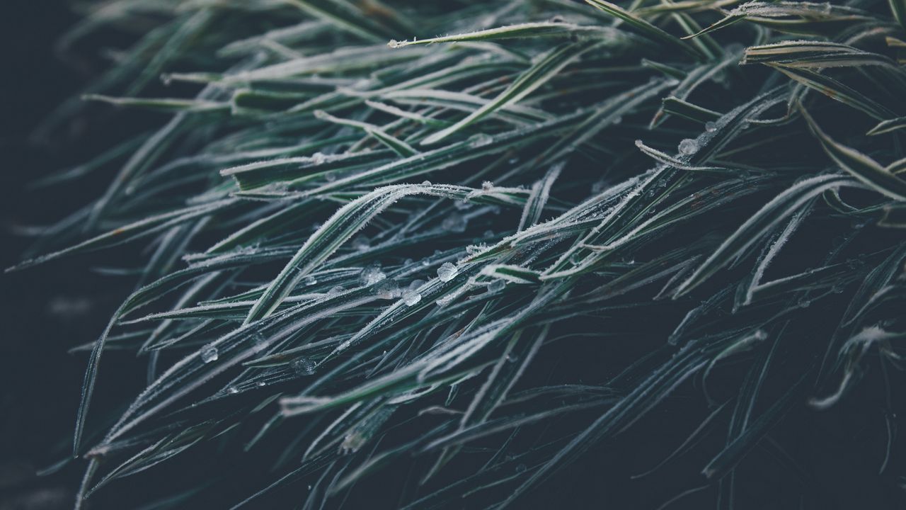 Wallpaper grasses, ice, frozen, macro, winter