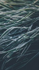 Preview wallpaper grasses, ice, frozen, macro, winter
