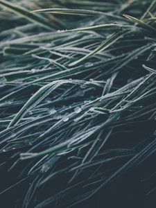 Preview wallpaper grasses, ice, frozen, macro, winter