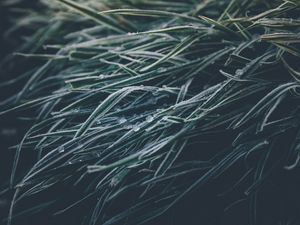 Preview wallpaper grasses, ice, frozen, macro, winter