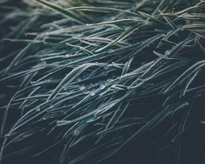 Preview wallpaper grasses, ice, frozen, macro, winter