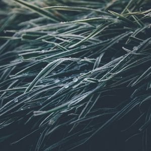 Preview wallpaper grasses, ice, frozen, macro, winter