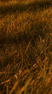 Preview wallpaper grasses, leaves, plant, green