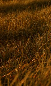 Preview wallpaper grasses, leaves, plant, green