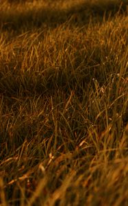 Preview wallpaper grasses, leaves, plant, green