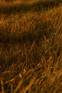 Preview wallpaper grasses, leaves, plant, green