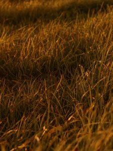 Preview wallpaper grasses, leaves, plant, green