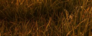 Preview wallpaper grasses, leaves, plant, green