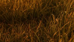 Preview wallpaper grasses, leaves, plant, green