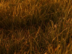 Preview wallpaper grasses, leaves, plant, green