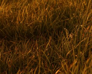 Preview wallpaper grasses, leaves, plant, green