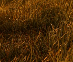 Preview wallpaper grasses, leaves, plant, green