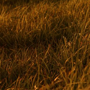 Preview wallpaper grasses, leaves, plant, green