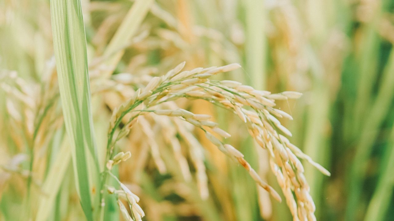 Wallpaper grasses, plant, field, nature