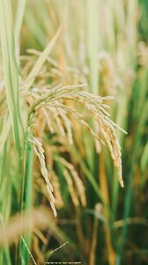 Preview wallpaper grasses, plant, field, nature