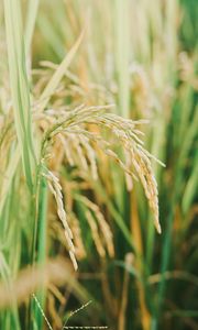 Preview wallpaper grasses, plant, field, nature